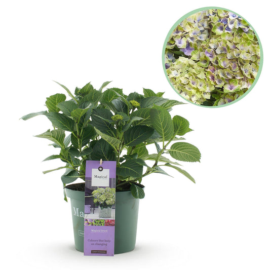 Terrasplant - Hortensia - Hydrangea Magical Jewel Blue - 6-10 Bloemen - Forestbloom