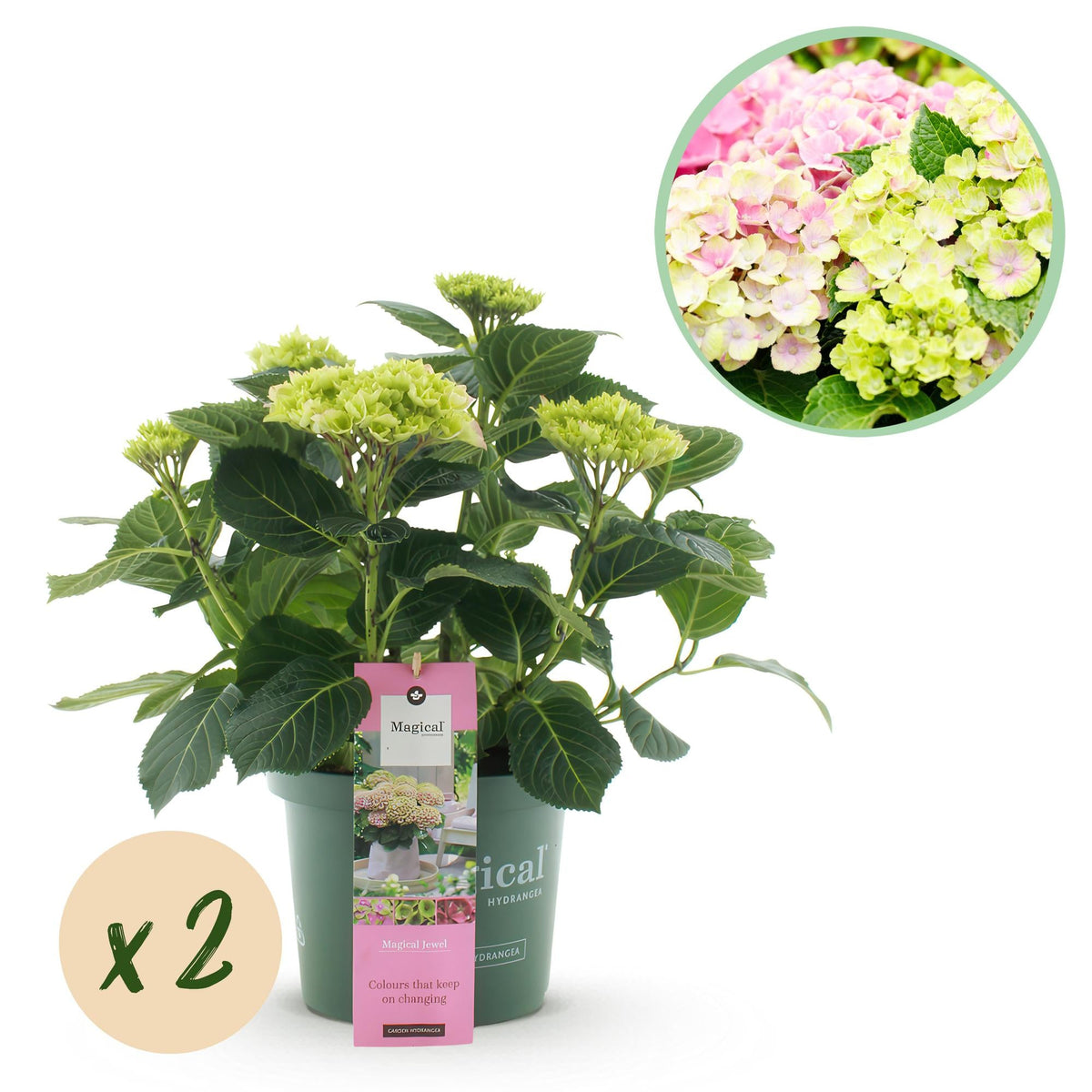 Terrasplant - Hortensia - Hydrangea Magical Jewel Pink - 6-10 Bloemen - 2 Planten - Forestbloom