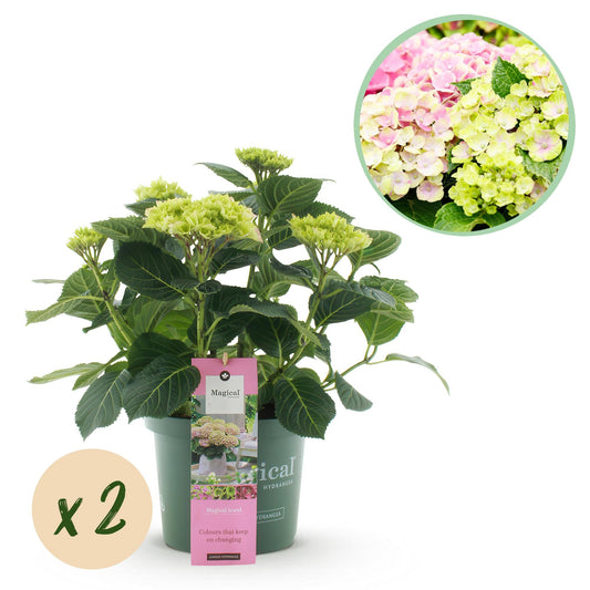 Terrasplant - Hortensia - Hydrangea Magical Jewel Pink - 6-10 Bloemen - 2 Planten - Forestbloom