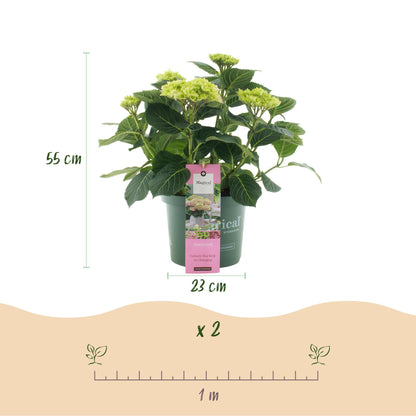 Terrasplant - Hortensia - Hydrangea Magical Jewel Pink - 6-10 Bloemen - 2 Planten - Forestbloom