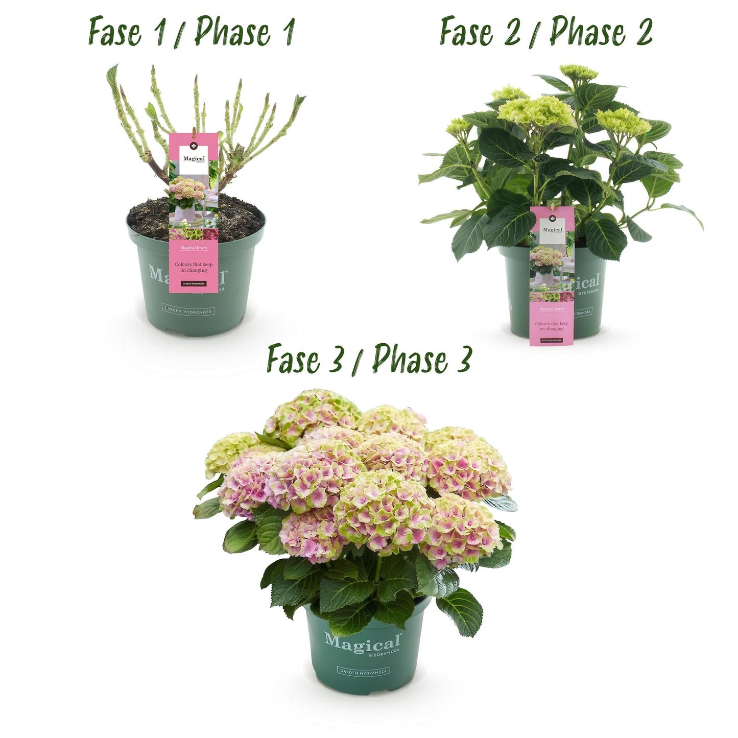 Terrasplant - Hortensia - Hydrangea Magical Jewel Pink - 6-10 Bloemen - Forestbloom