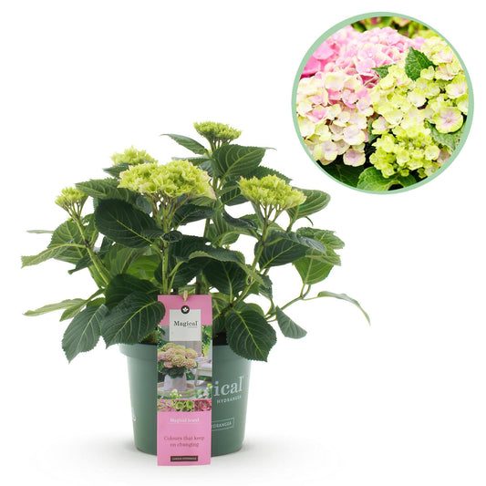 Terrasplant - Hortensia - Hydrangea Magical Jewel Pink - 6-10 Bloemen - Forestbloom