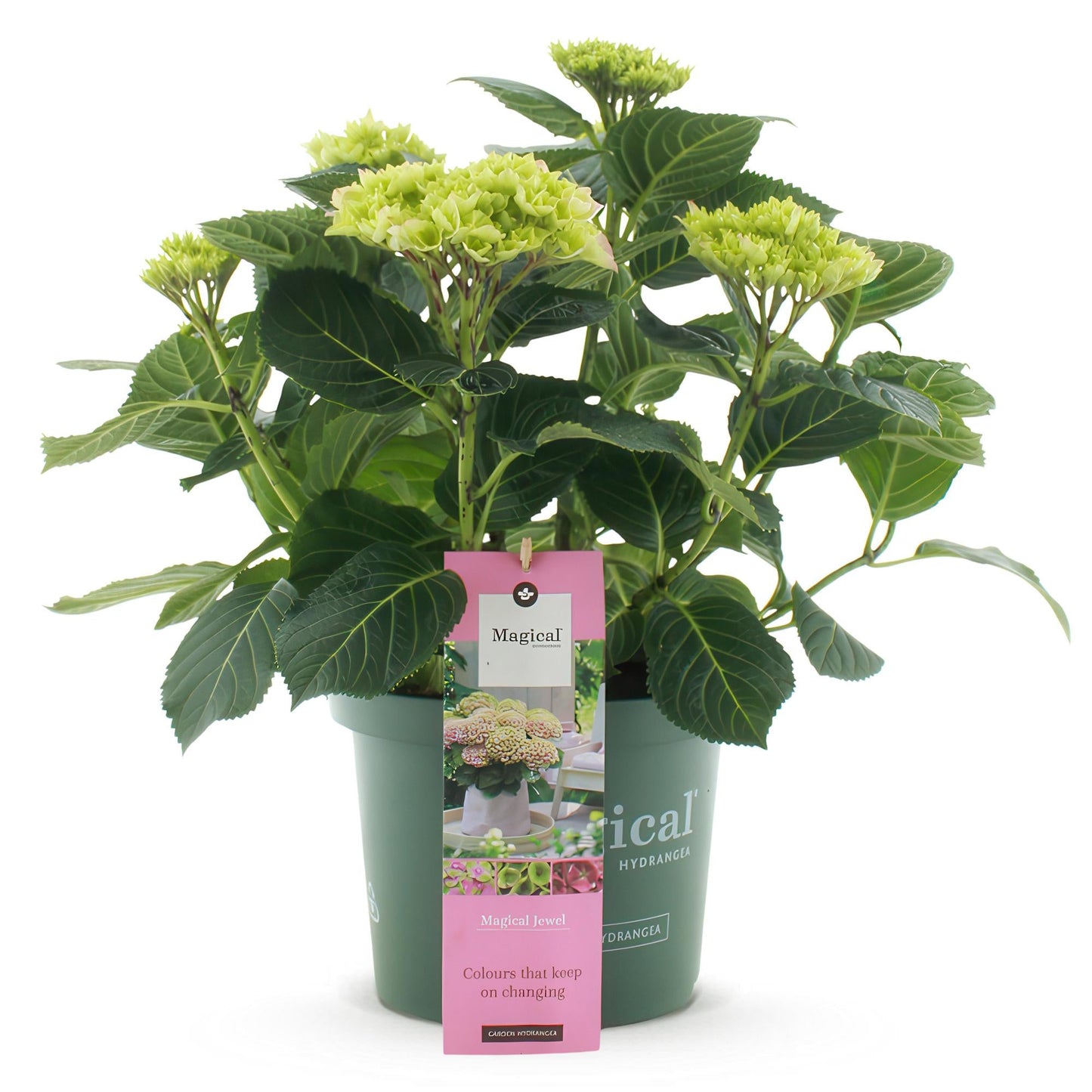 Terrasplant - Hortensia - Hydrangea Magical Jewel Pink - 6-10 Bloemen - Forestbloom