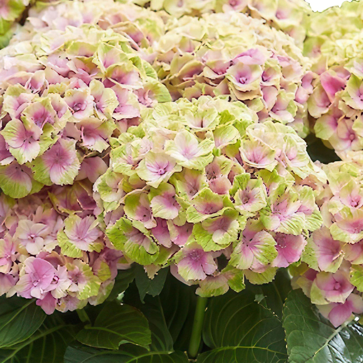 Terrasplant - Hortensia - Hydrangea Magical Jewel Pink - 6-10 Bloemen - Forestbloom