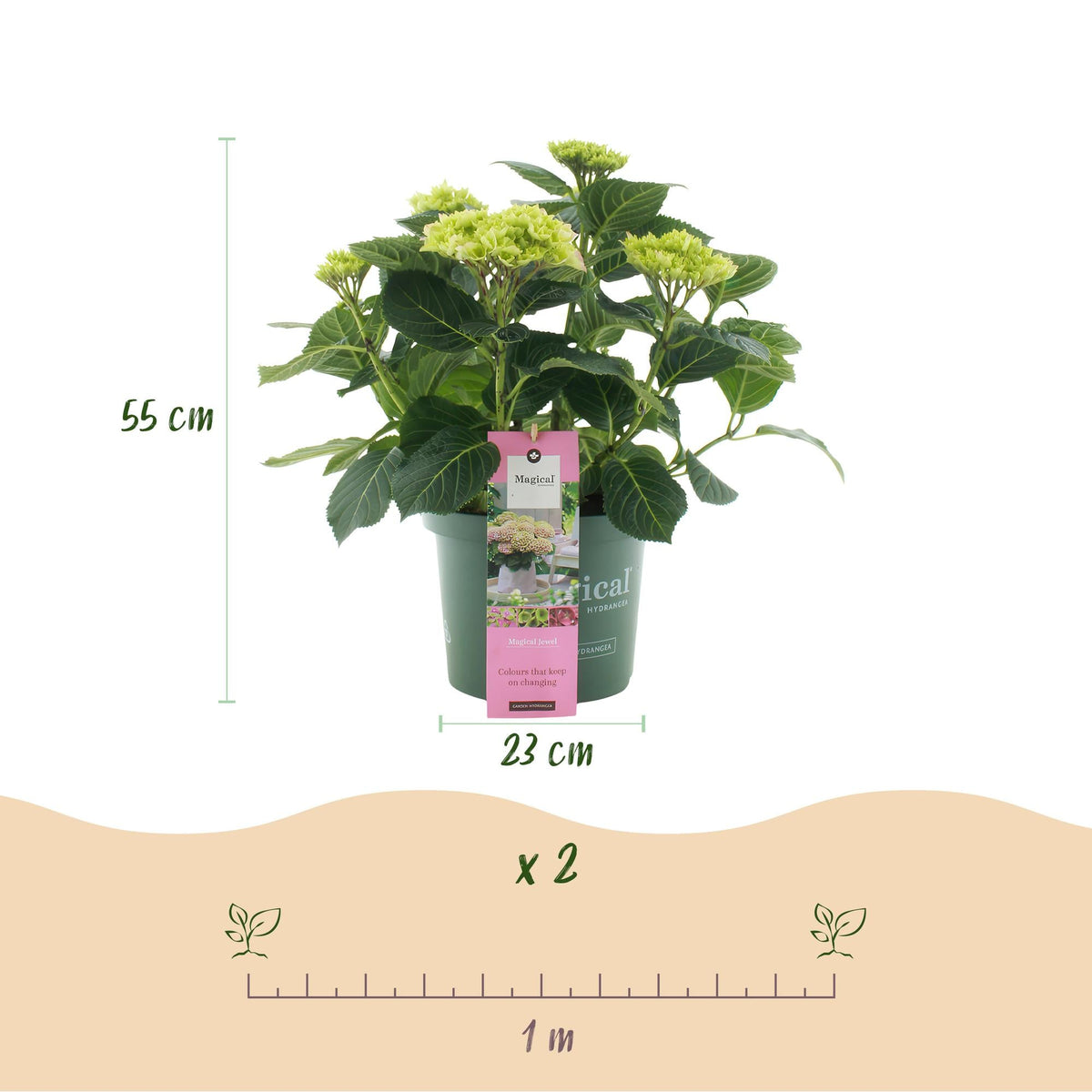 Terrasplant - Hortensia - Hydrangea Magical Jewel Pink - 6-10 Bloemen - Forestbloom
