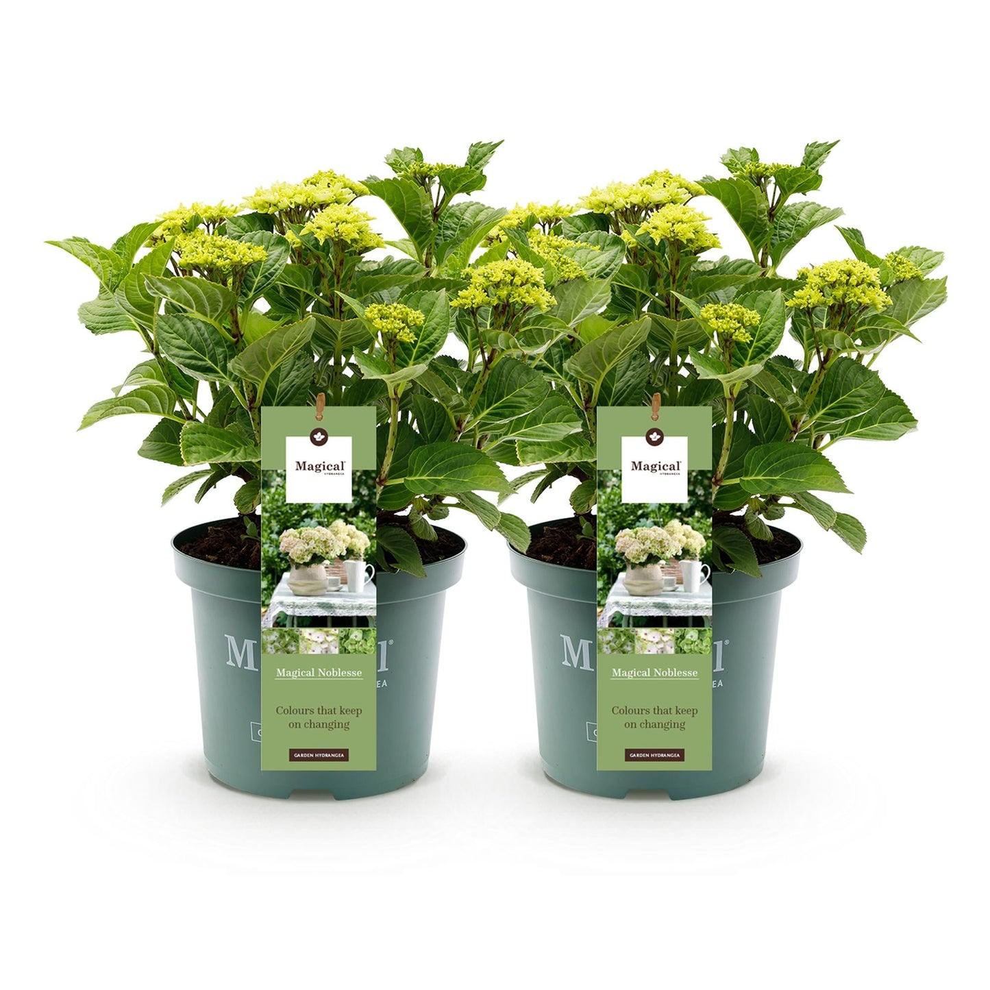 Terrasplant - Hortensia - Hydrangea Magical Nobless - 6-10 Bloemen - 2 Planten - Forestbloom
