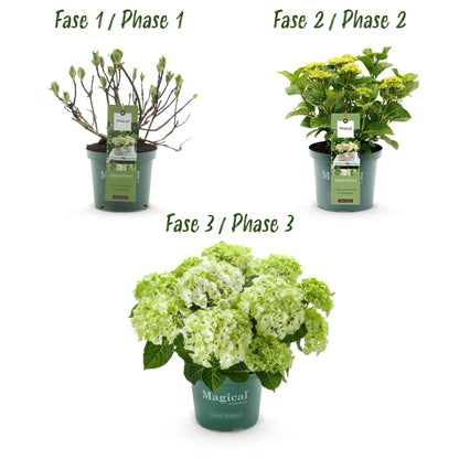 Terrasplant - Hortensia - Hydrangea Magical Nobless - 6-10 Bloemen - 2 Planten - Forestbloom