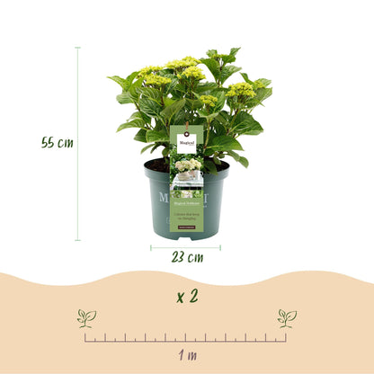 Terrasplant - Hortensia - Hydrangea Magical Nobless - 6-10 Bloemen - 2 Planten - Forestbloom