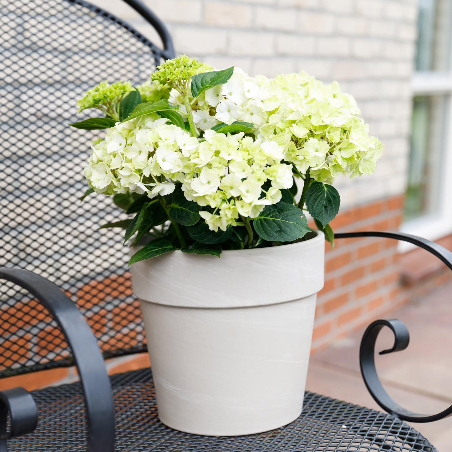 Terrasplant - Hortensia - Hydrangea Magical Nobless - 6-10 Bloemen - 2 Planten - Forestbloom