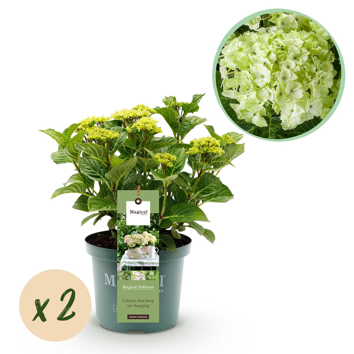 Terrasplant - Hortensia - Hydrangea Magical Nobless - 6-10 Bloemen - 2 Planten - Forestbloom