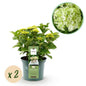 Terrasplant - Hortensia - Hydrangea Magical Nobless - 6-10 Bloemen - 2 Planten - Forestbloom