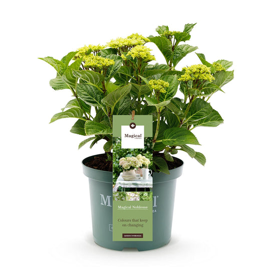 Terrasplant - Hortensia - Hydrangea Magical Nobless - 6-10 Bloemen - Forestbloom
