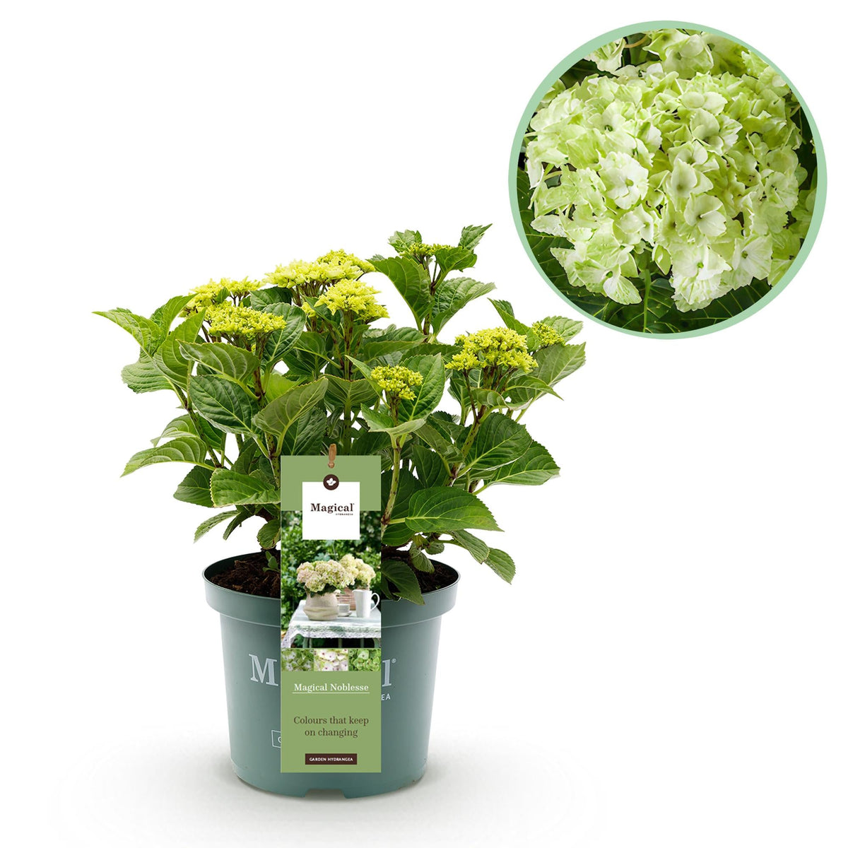 Terrasplant - Hortensia - Hydrangea Magical Nobless - 6-10 Bloemen - Forestbloom