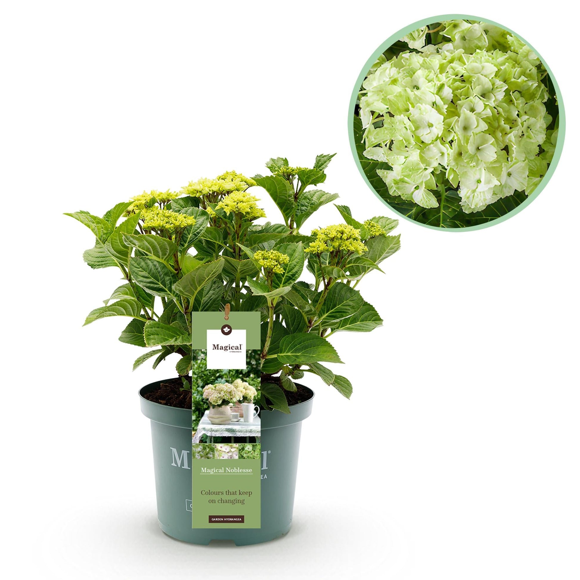 Terrasplant - Hortensia - Hydrangea Magical Nobless - 6-10 Bloemen - Forestbloom