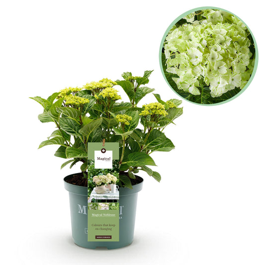 Terrasplant - Hortensia - Hydrangea Magical Nobless - 6-10 Bloemen - Forestbloom