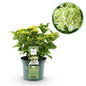 Terrasplant - Hortensia - Hydrangea Magical Nobless - 6-10 Bloemen - Forestbloom