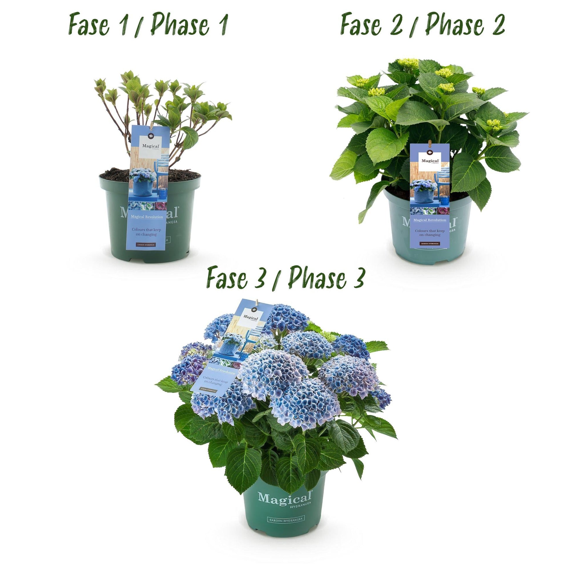 Terrasplant - Hortensia - Hydrangea Magical Revolution Blue - 6-10 Bloemen - 2 Planten - Forestbloom