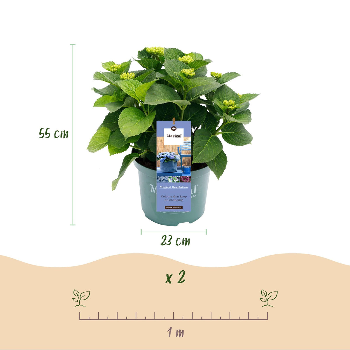 Terrasplant - Hortensia - Hydrangea Magical Revolution Blue - 6-10 Bloemen - 2 Planten - Forestbloom