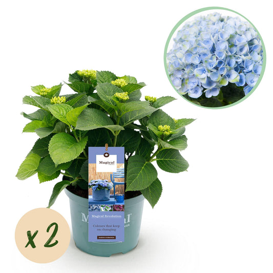 Terrasplant - Hortensia - Hydrangea Magical Revolution Blue - 6-10 Bloemen - 2 Planten - Forestbloom