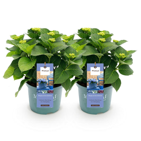 Terrasplant - Hortensia - Hydrangea Magical Revolution Blue - 6-10 Bloemen - 2 Planten - Forestbloom