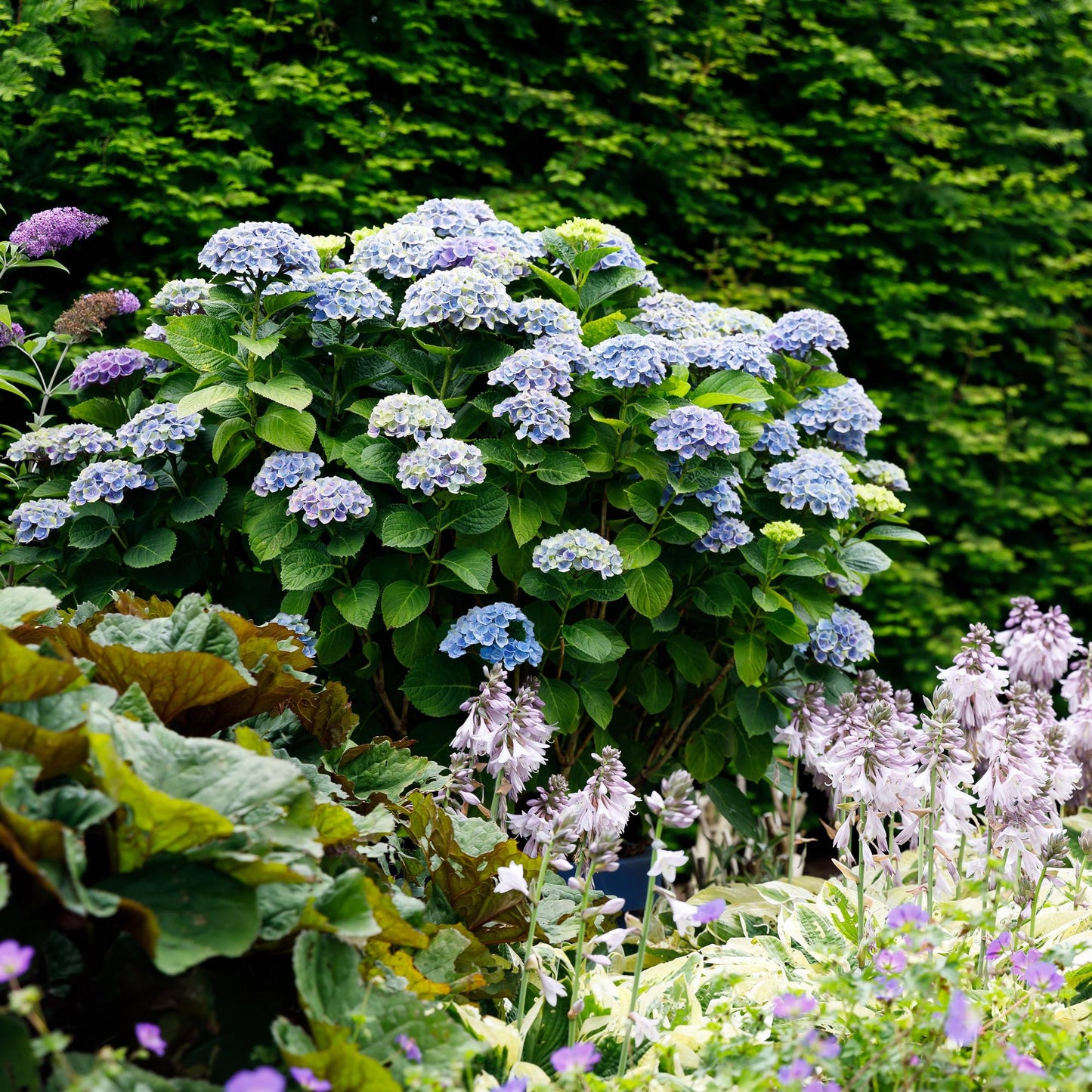 Terrasplant - Hortensia - Hydrangea Magical Revolution Blue - 6-10 Bloemen - 2 Planten - Forestbloom