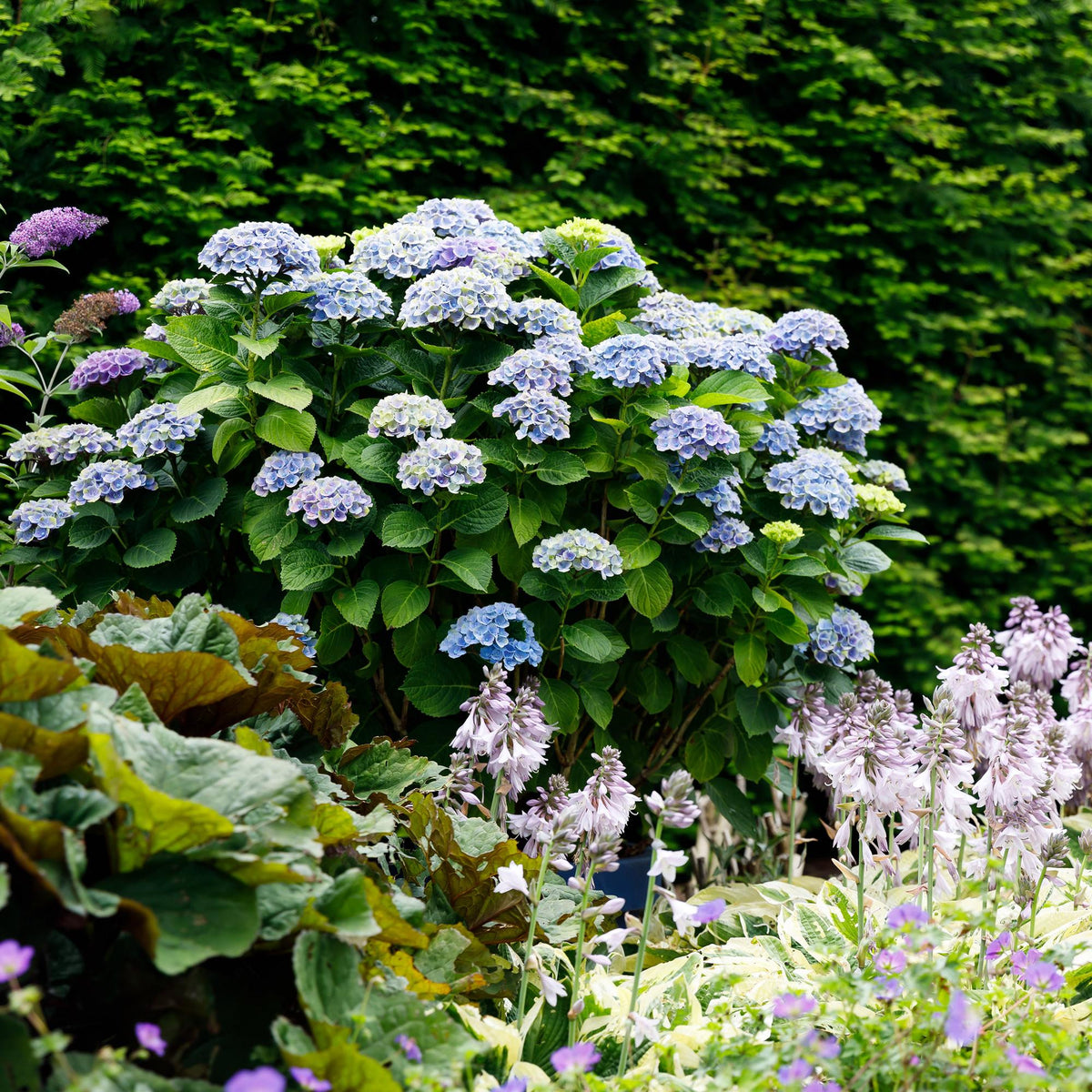 Terrasplant - Hortensia - Hydrangea Magical Revolution Blue - 6-10 Bloemen - 2 Planten - Forestbloom