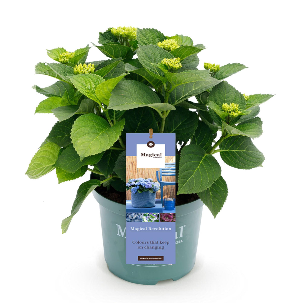 Terrasplant - Hortensia - Hydrangea Magical Revolution Blue - 6-10 Bloemen - Forestbloom