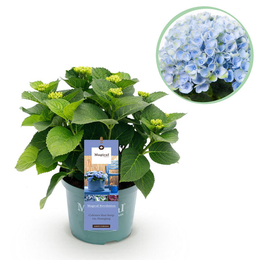 Terrasplant - Hortensia - Hydrangea Magical Revolution Blue - 6-10 Bloemen - Forestbloom