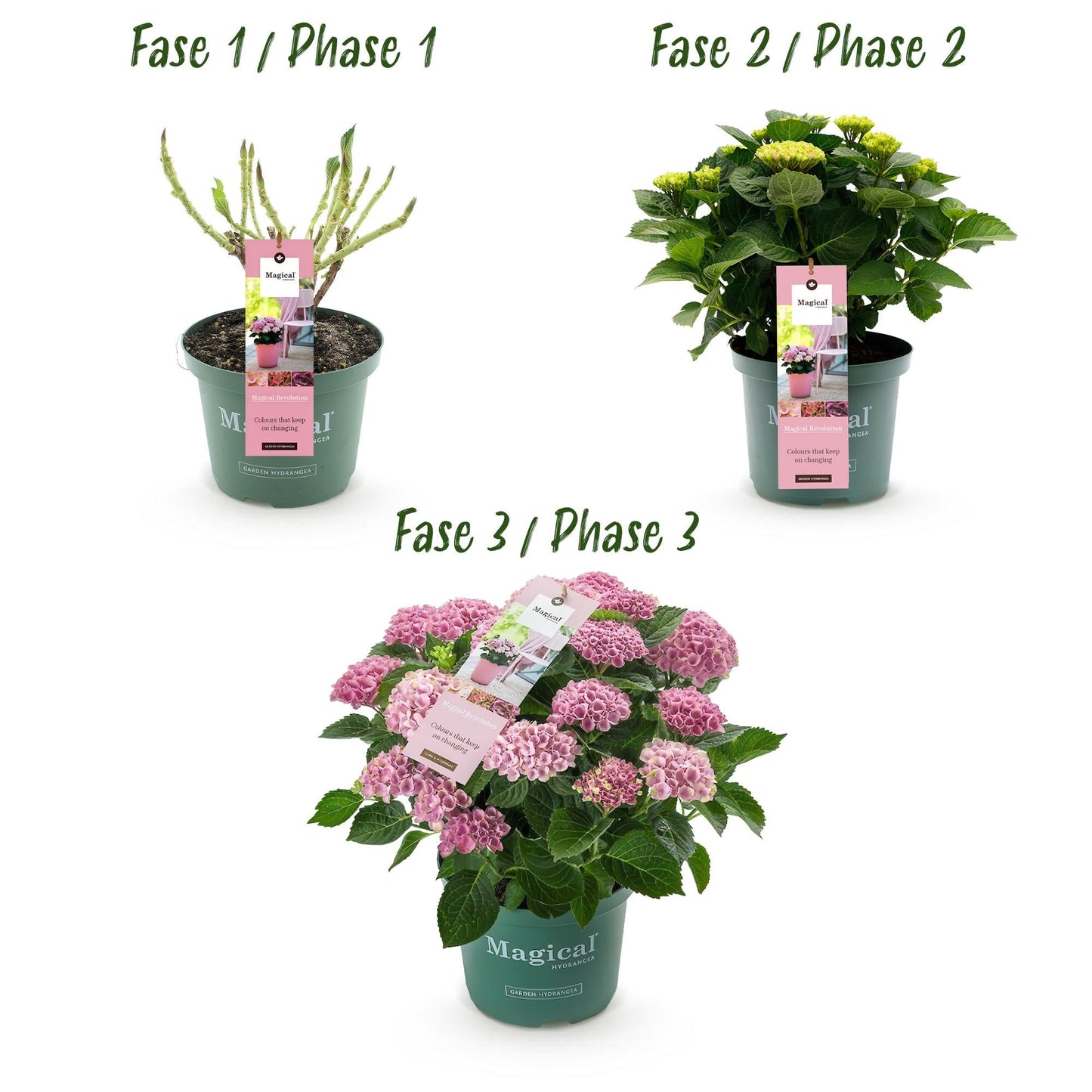 Terrasplant - Hortensia - Hydrangea Magical Revolution Pink - 6-10 Bloemen - Forestbloom