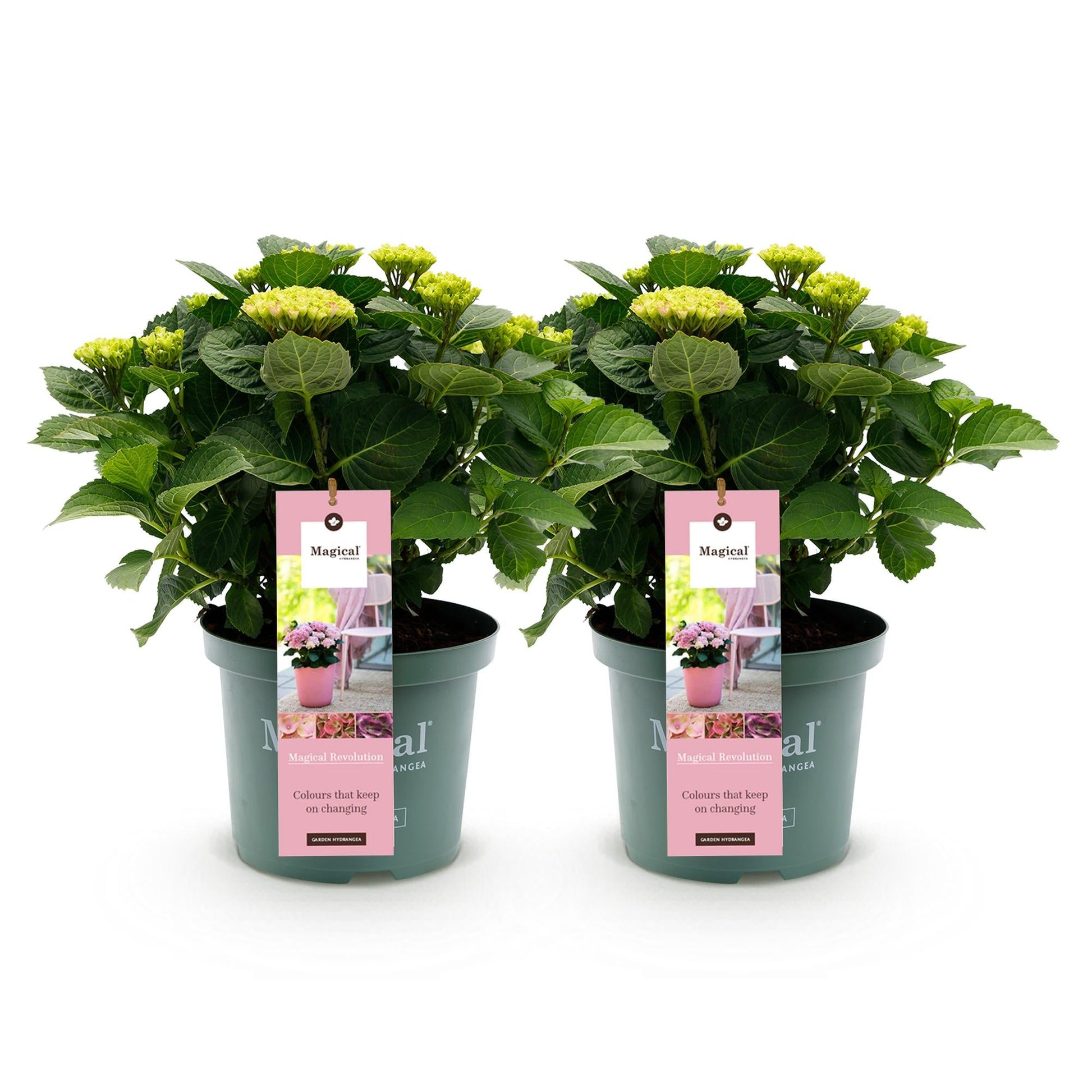 Terrasplant - Hortensia - Hydrangea Magical Revolution Pink - 6-10 Bloemen - 2 Planten - Forestbloom