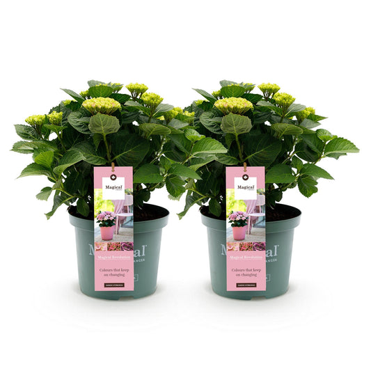 Terrasplant - Hortensia - Hydrangea Magical Revolution Pink - 6-10 Bloemen - 2 Planten - Forestbloom
