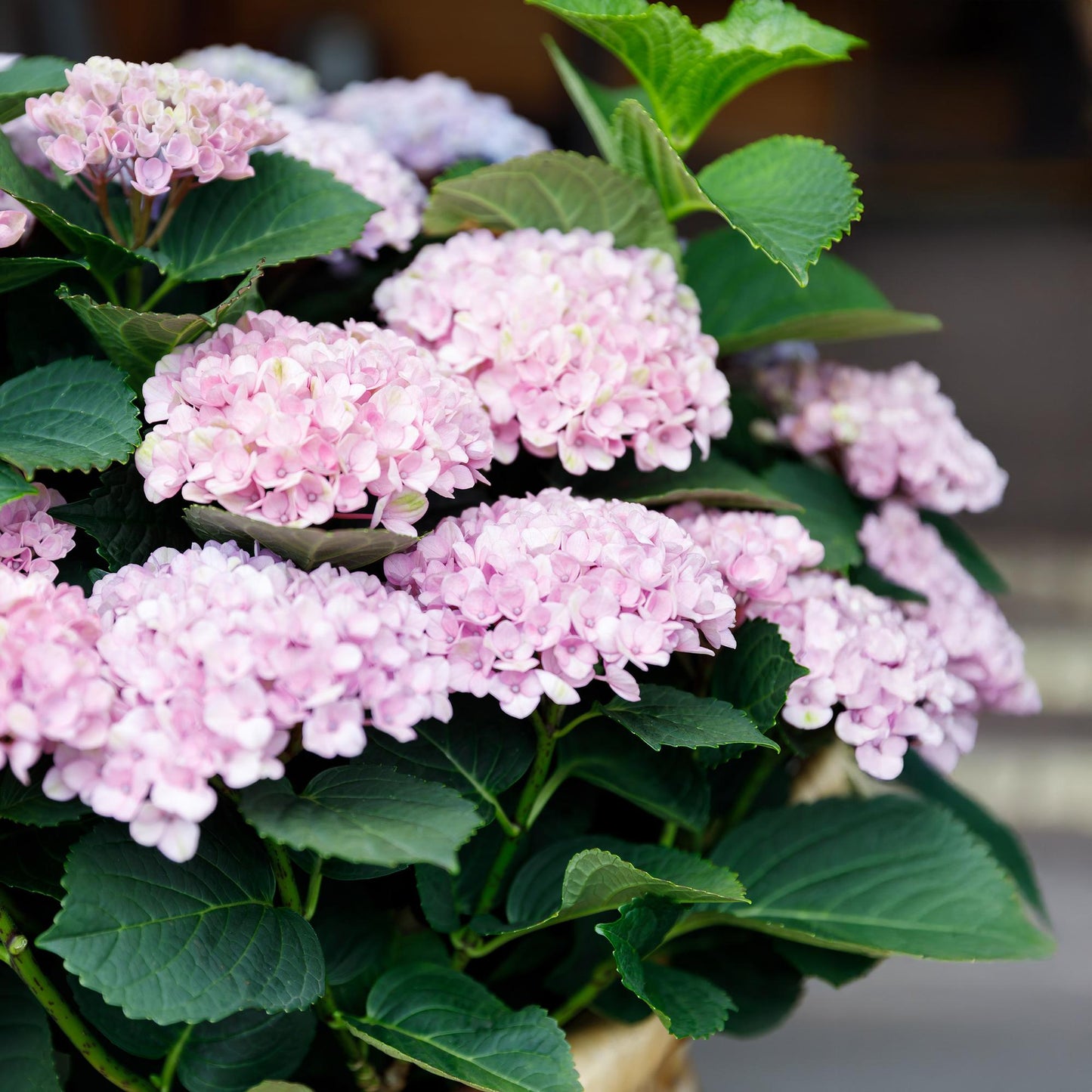 Terrasplant - Hortensia - Hydrangea Magical Revolution Pink - 6-10 Bloemen - 2 Planten - Forestbloom