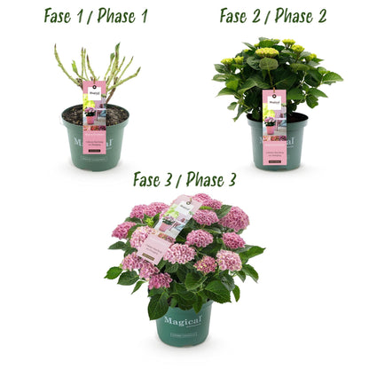 Terrasplant - Hortensia - Hydrangea Magical Revolution Pink - 6-10 Bloemen - 2 Planten - Forestbloom