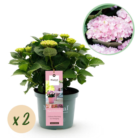 Terrasplant - Hortensia - Hydrangea Magical Revolution Pink - 6-10 Bloemen - 2 Planten - Forestbloom