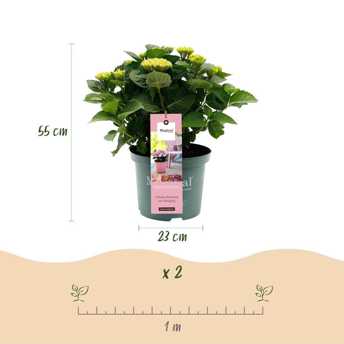 Terrasplant - Hortensia - Hydrangea Magical Revolution Pink - 6-10 Bloemen - 2 Planten - Forestbloom
