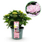 Terrasplant - Hortensia - Hydrangea Magical Revolution Pink - 6-10 Bloemen - Forestbloom