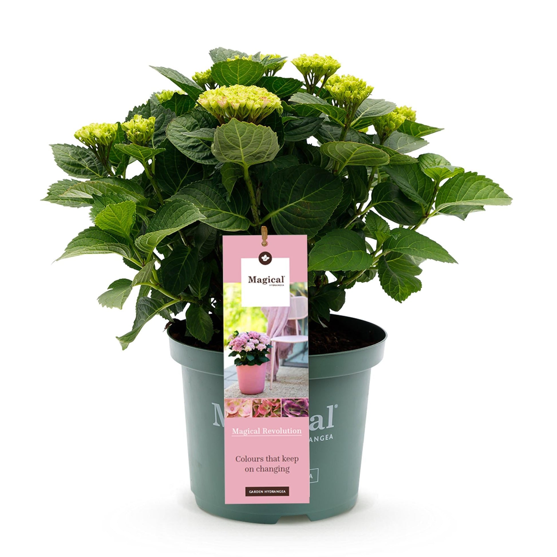 Terrasplant - Hortensia - Hydrangea Magical Revolution Pink - 6-10 Bloemen - Forestbloom