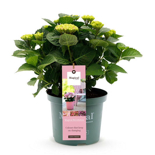 Terrasplant - Hortensia - Hydrangea Magical Revolution Pink - 6-10 Bloemen - Forestbloom