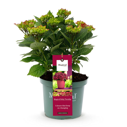Terrasplant - Hortensia - Hydrangea Magical Teusday & Saphire - 6-10 Bloemen - Forestbloom