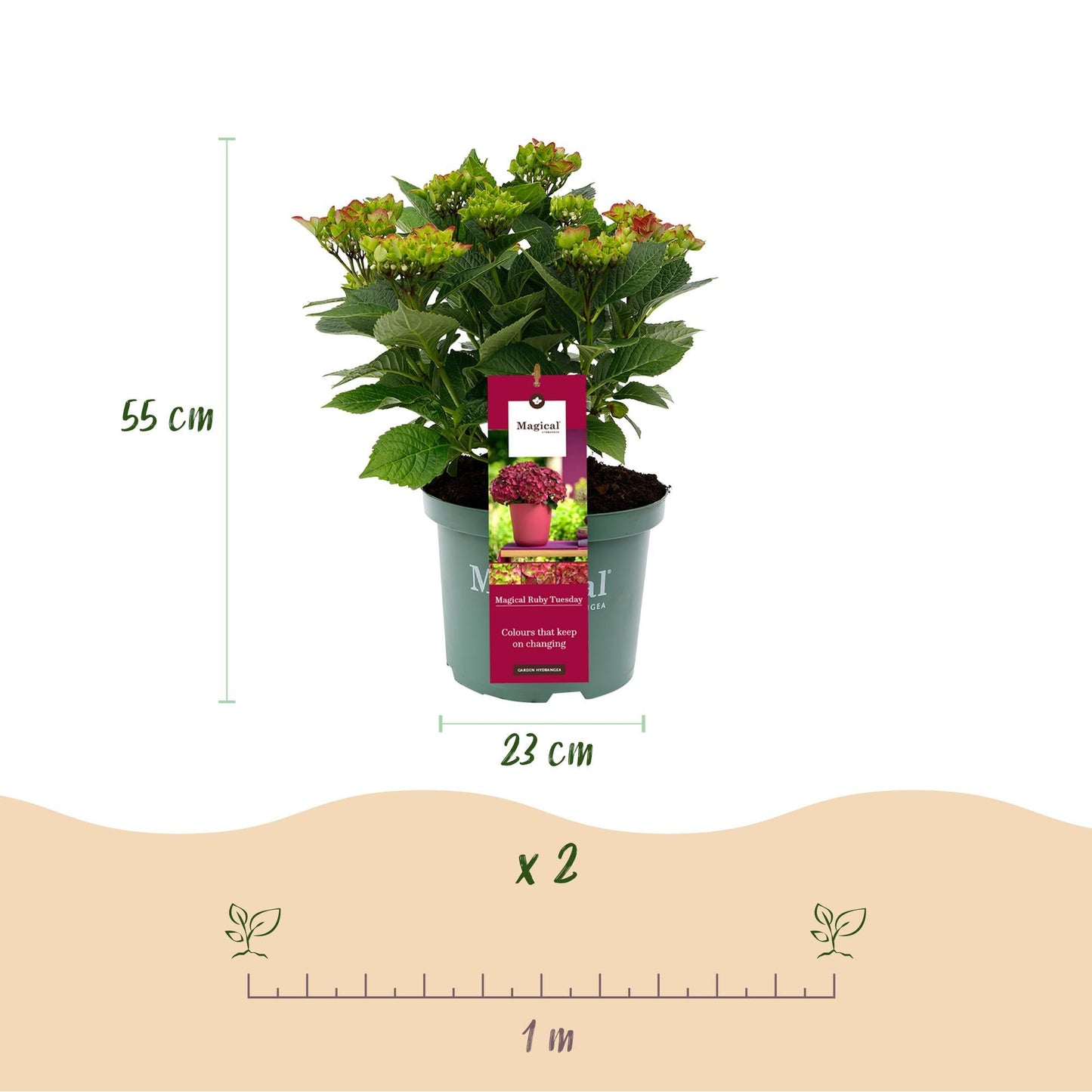 Terrasplant - Hortensia - Hydrangea Magical Teusday & Saphire - 6-10 Bloemen - 2 Planten - Forestbloom