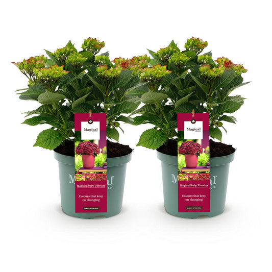 Terrasplant - Hortensia - Hydrangea Magical Teusday & Saphire - 6-10 Bloemen - 2 Planten - Forestbloom