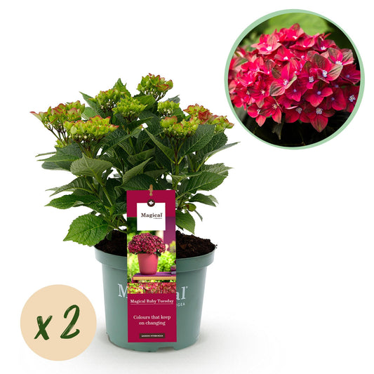 Terrasplant - Hortensia - Hydrangea Magical Teusday & Saphire - 6-10 Bloemen - 2 Planten - Forestbloom