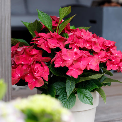 Terrasplant - Hortensia - Hydrangea Magical Teusday & Saphire - 6-10 Bloemen - 2 Planten - Forestbloom