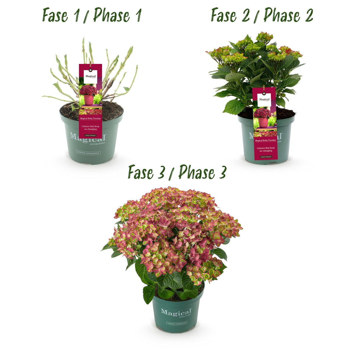 Terrasplant - Hortensia - Hydrangea Magical Teusday & Saphire - 6-10 Bloemen - 2 Planten - Forestbloom