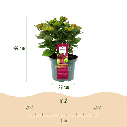 Terrasplant - Hortensia - Hydrangea Magical Teusday & Saphire - 6-10 Bloemen - Forestbloom