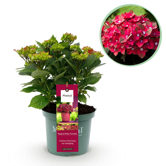 Terrasplant - Hortensia - Hydrangea Magical Teusday & Saphire - 6-10 Bloemen - Forestbloom