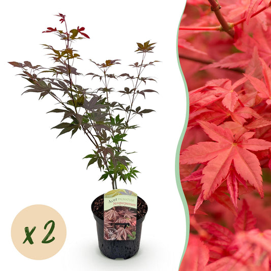 Terrasplant - Japanse Esdoorn - Acer palmatum Atropurpureum - 2 Planten - Forestbloom