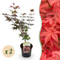 Terrasplant - Japanse Esdoorn - Acer palmatum Atropurpureum - 2 Planten - Forestbloom