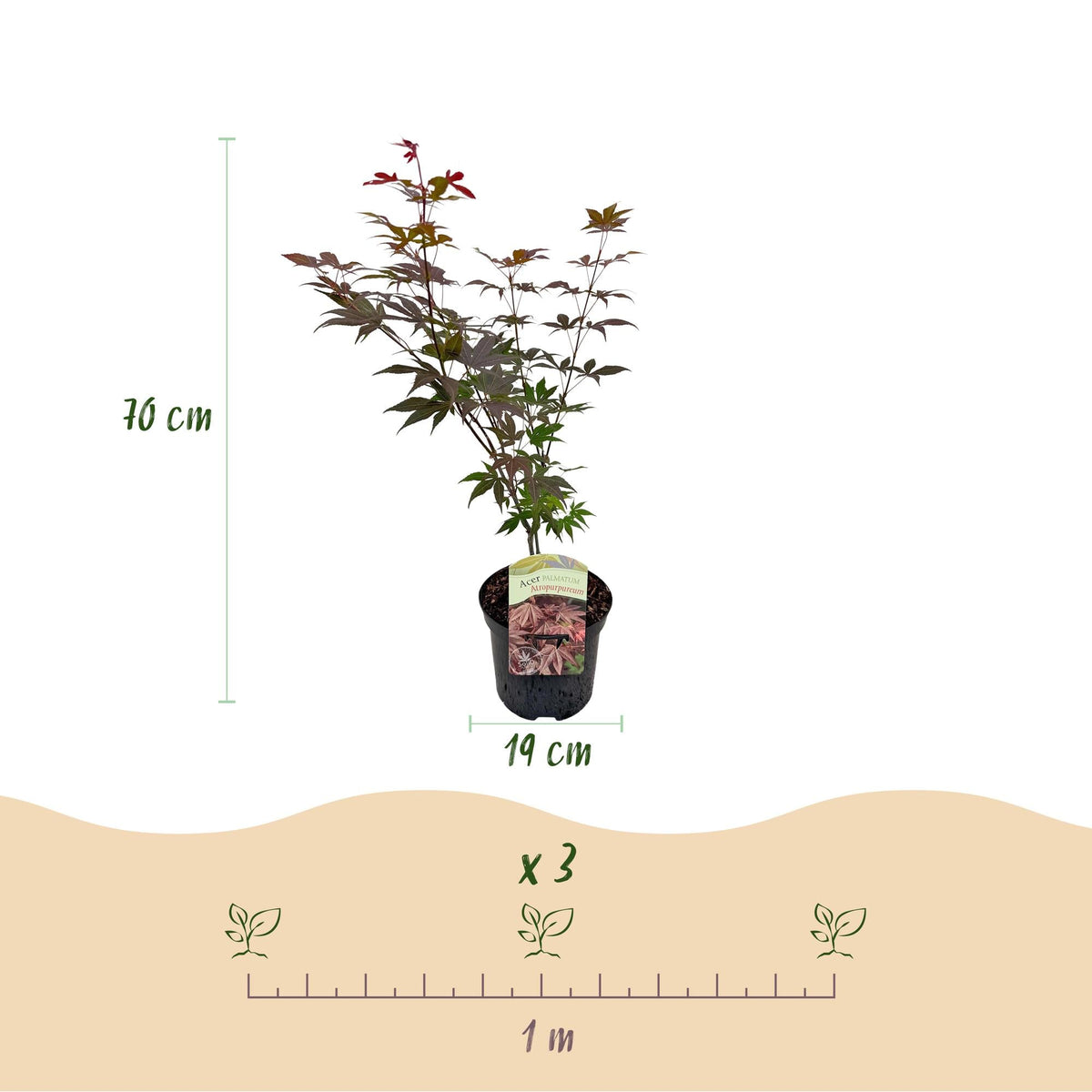 Terrasplant - Japanse Esdoorn - Acer palmatum Atropurpureum - 2 Planten - Forestbloom