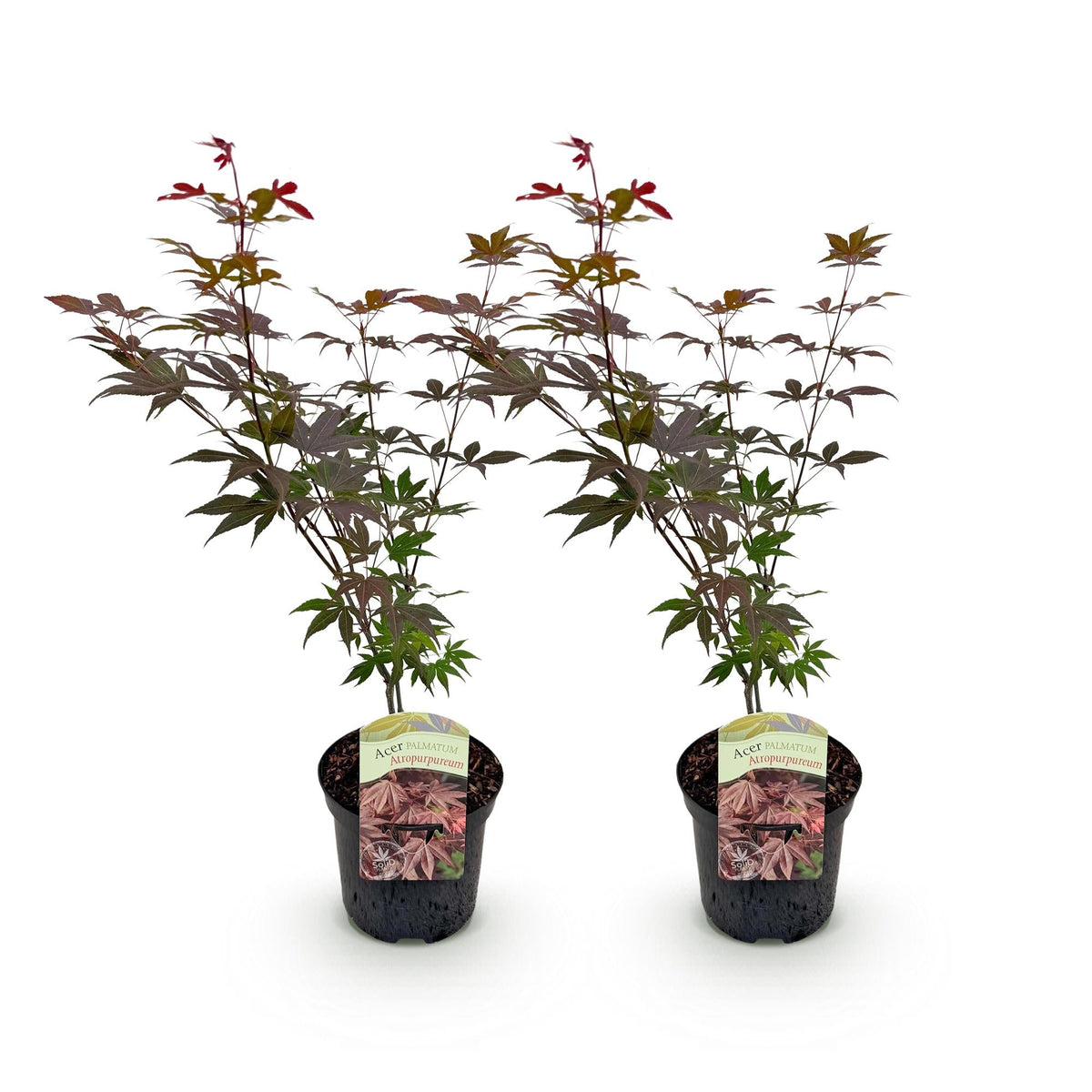 Terrasplant - Japanse Esdoorn - Acer palmatum Atropurpureum - 2 Planten - Forestbloom